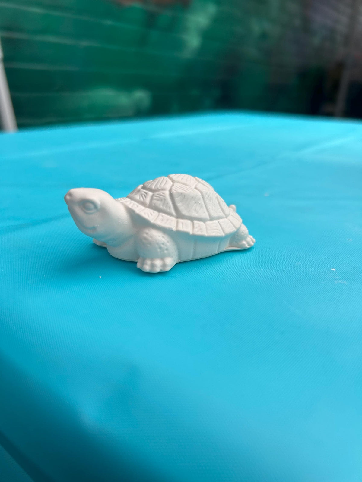 Small turtle