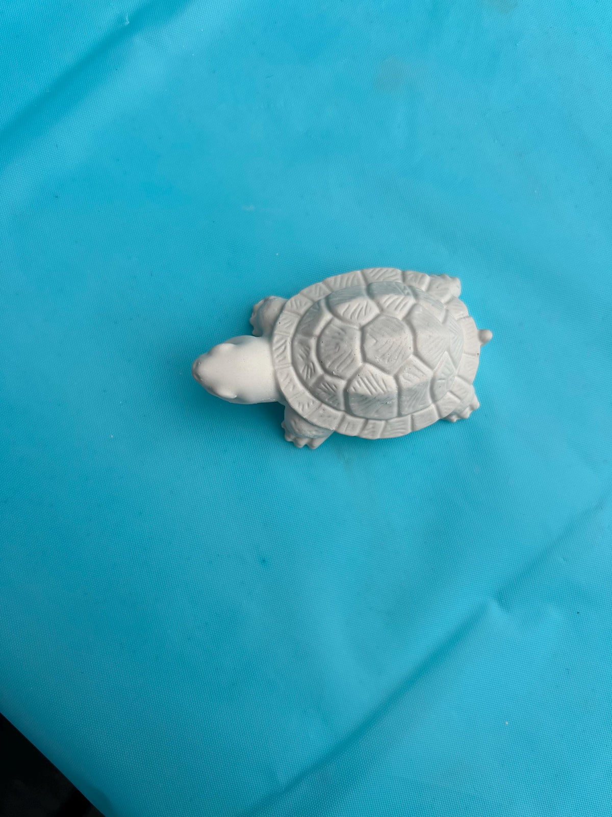 Small turtle