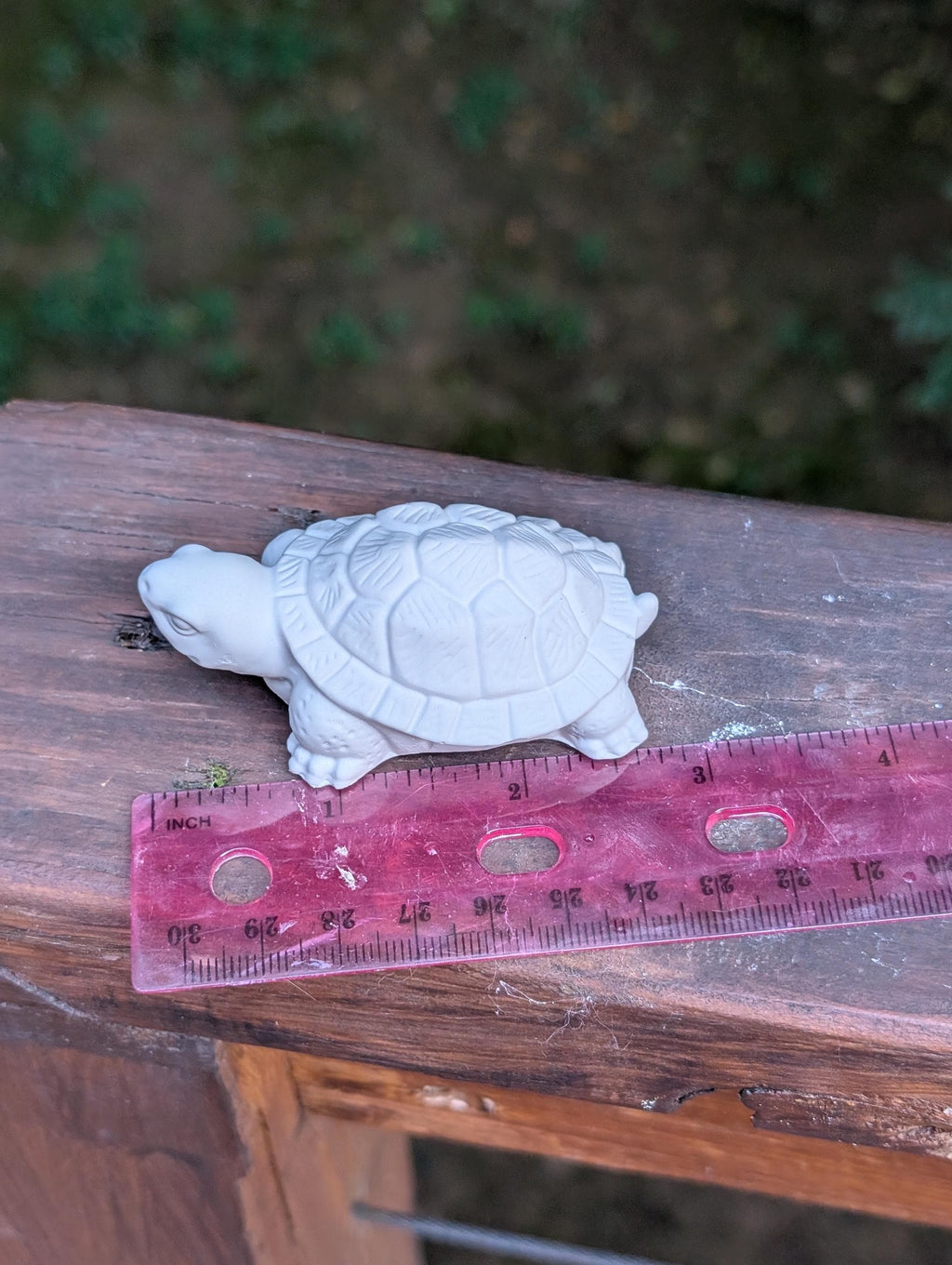 Small turtle
