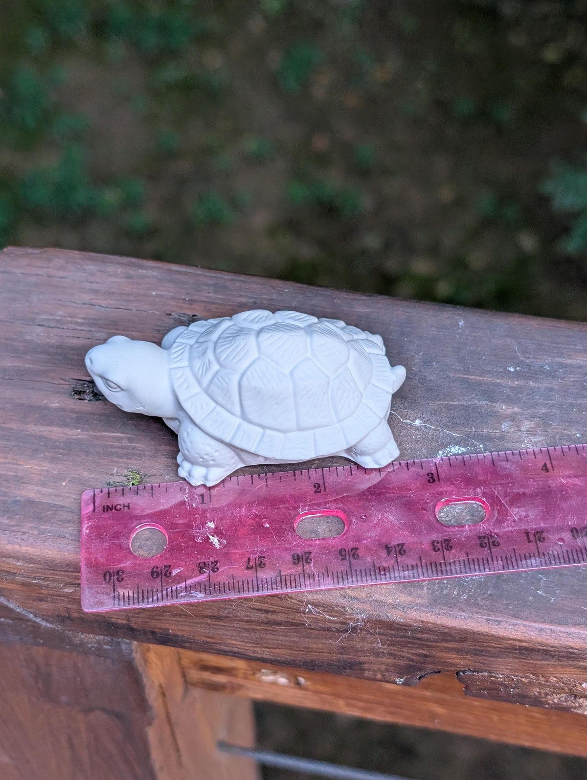 Small turtle