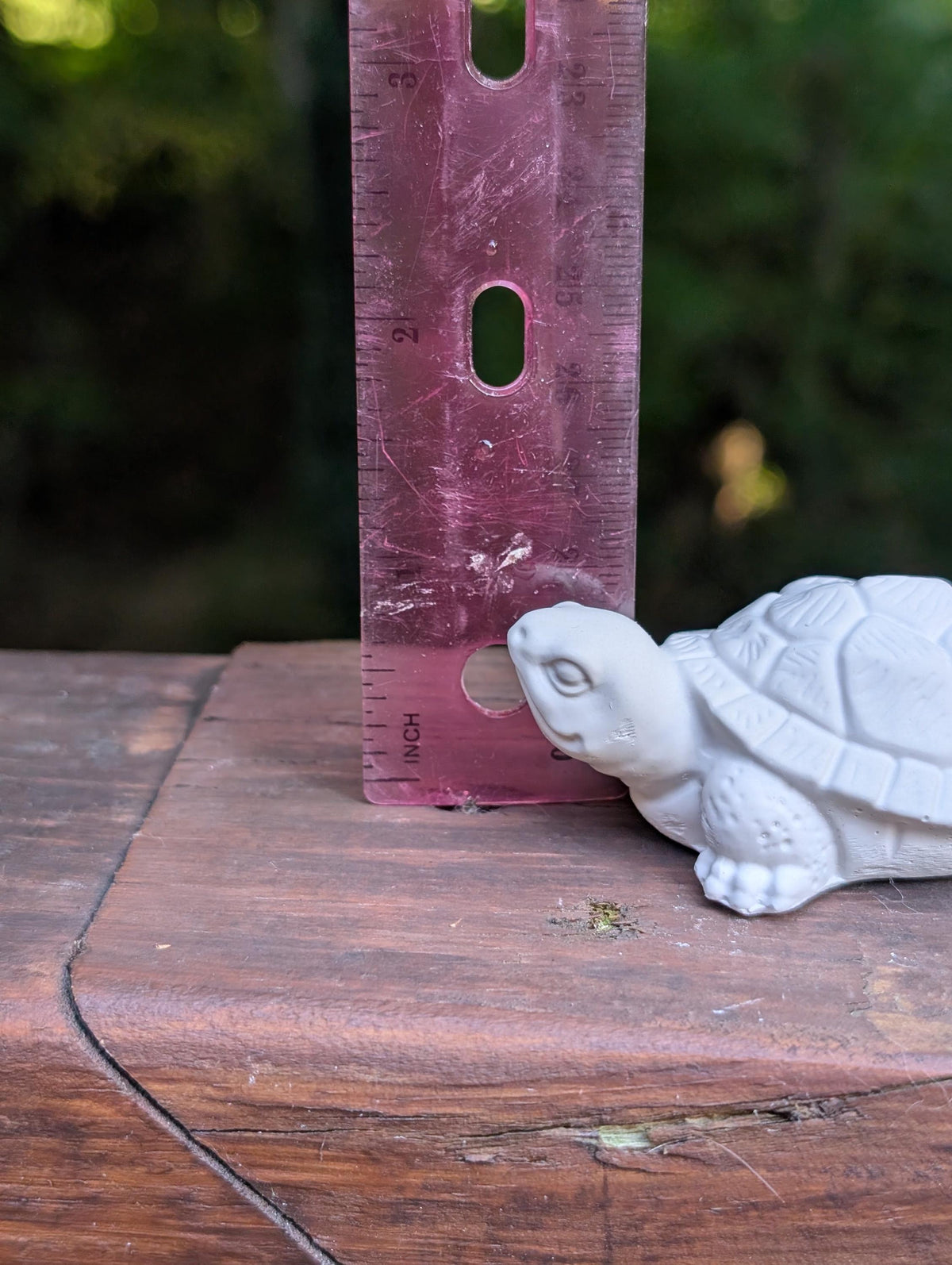 Small turtle