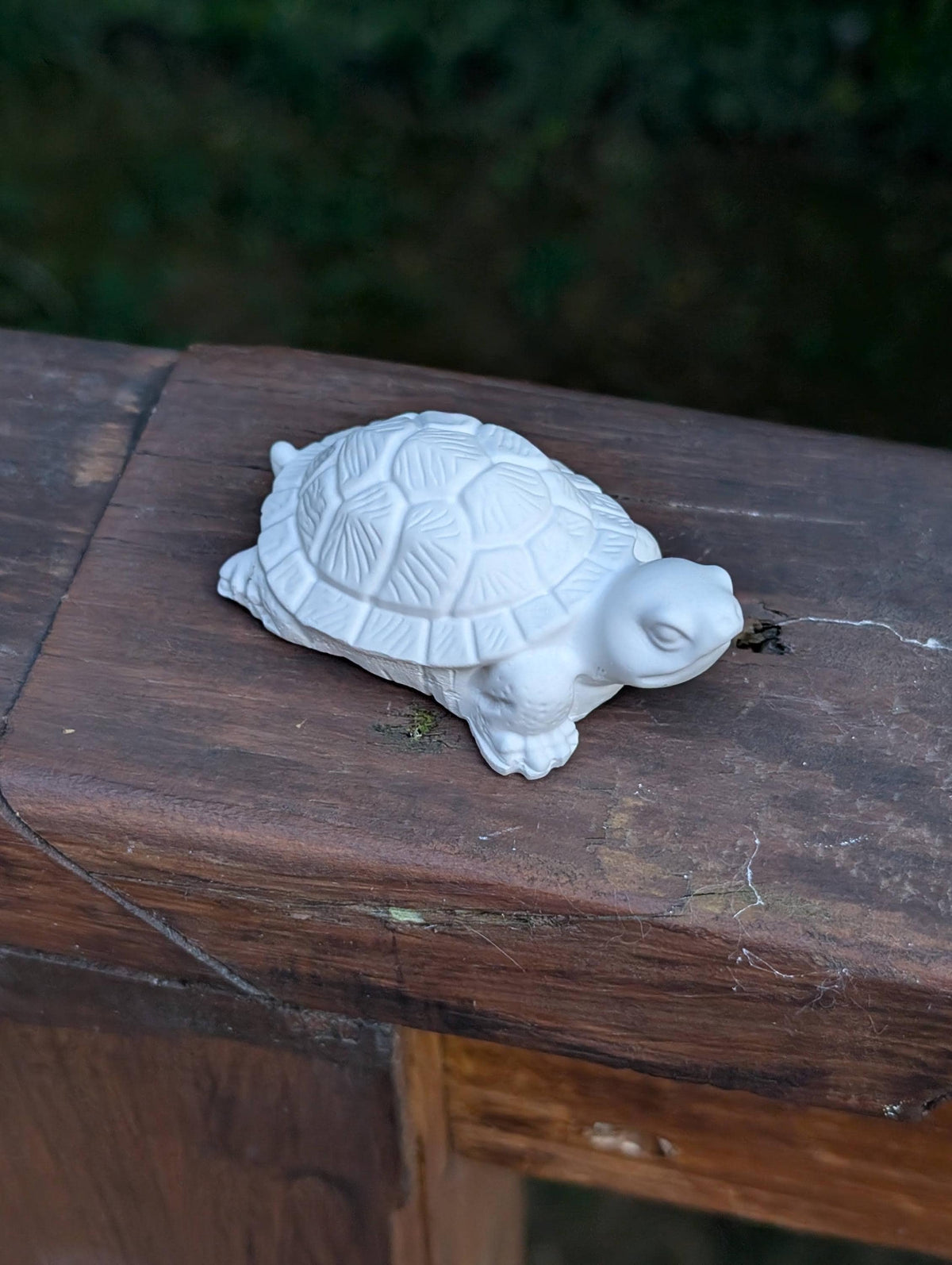 Small turtle