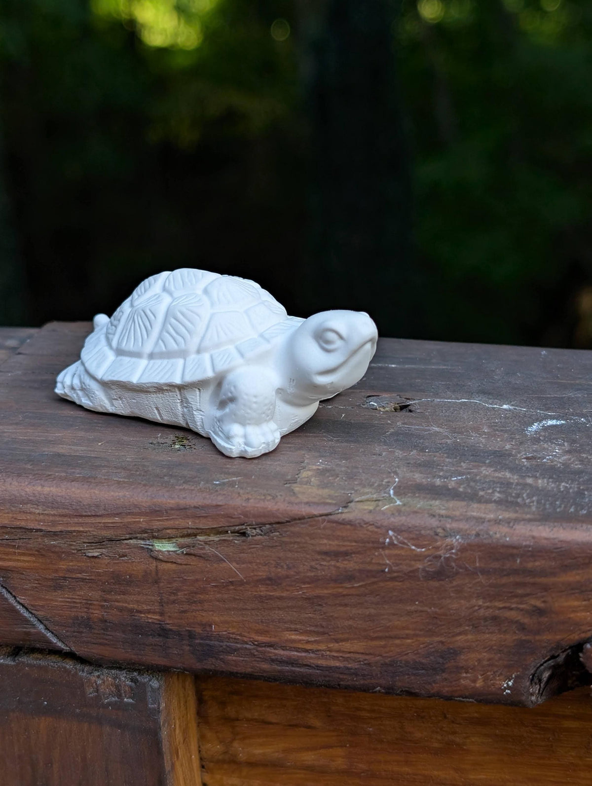 Small turtle